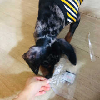 [펫토리아] 맛도 영양도 BEST 한끼뚝딱 강아지 사료 — 5점을 준 리뷰어가 2018년 12월 올린 사용 사진