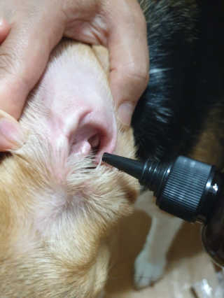 beaglelove님이 올린 리뷰 사진 3