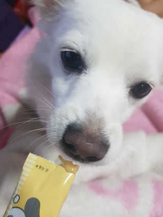 [펫토리아] 강아지,고양이겸용 짜먹는 한입뚝딱 — 5점을 준 리뷰어가 2019년 2월 올린 사용 사진