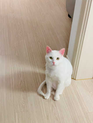 잠보아 펫 아톱 샴푸 — 2.5점을 준 리뷰어가 2019년 9월 올린 사용 사진
