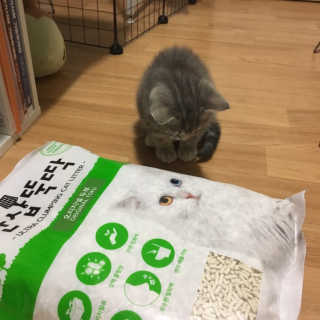 [펫토리아] BEST 고양이두부모래 6L 한삽뚝딱 — 5점을 준 리뷰어가 2019년 2월 올린 사용 사진