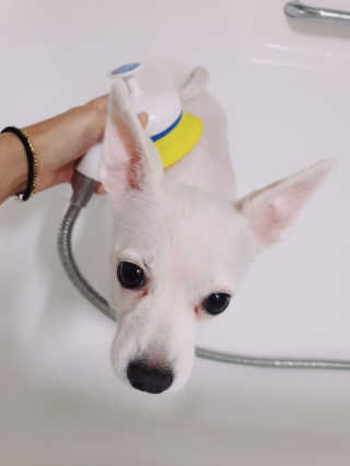 Pethroom 페스룸 PETHROOM RELAX SHOWER 페스룸 릴렉스 샤워기 — 5점을 준 리뷰어가 2018년 11월 올린 사용 사진