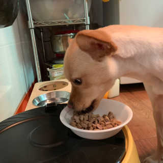[펫토리아] 맛도 영양도 BEST 한끼뚝딱 강아지 사료 — 5점을 준 리뷰어가 2019년 4월 올린 사용 사진