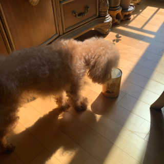 [펫토리아]배피 고양이,빌리강아지 대용량주식캔 — 4.5점을 준 리뷰어가 2019년 7월 올린 사용 사진