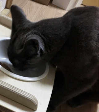 그린펫푸드 인섹트캣 글루텐프리（1.2KG） — 5점을 준 리뷰어가 2019년 8월 올린 사용 사진