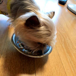 [펫토리아] 토로토로 하치  강아지 파우치간식 — 5점을 준 리뷰어가 2019년 7월 올린 사용 사진