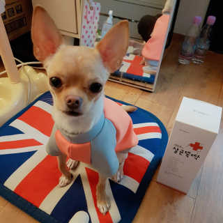 [펫토리아]살균뚝딱 강아지 고양이 살균소독제 탈취제 — 5점을 준 리뷰어가 2019년 10월 올린 사용 사진