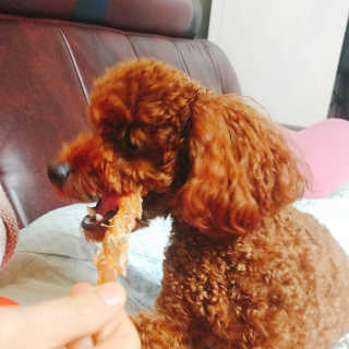 [펫토리아] 뚝딱뚝딱 400g 강아지 간식 베스트5종 — 5점을 준 리뷰어가 2019년 1월 올린 사용 사진