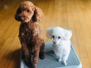 [펫토리아] 한판뚝딱 강아지 배변판 실속형,초대형 — 5점을 준 리뷰어가 2019년 6월 올린 사용 사진