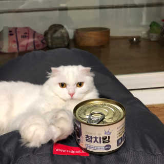 동원 참치킹 고양이 캔 12개입 — 5점을 준 리뷰어가 2018년 10월 올린 사용 사진