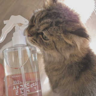 [펫토리아]살균뚝딱 강아지 고양이 살균소독제 탈취제 — 5점을 준 리뷰어가 2019년 10월 올린 사용 사진