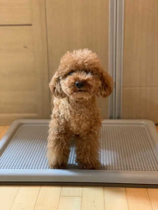 [펫토리아] 한판뚝딱 강아지 배변판 실속형,초대형 — 4.5점을 준 리뷰어가 2019년 6월 올린 사용 사진