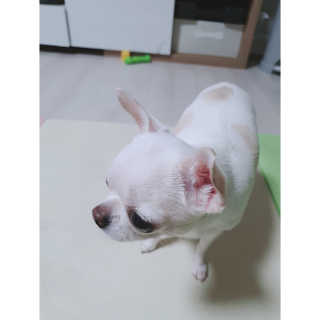 베츠 고메스톡 2종 강아지츄르 사료, 물 전용토핑육수 — 4.5점을 준 리뷰어가 2019년 8월 올린 사용 사진