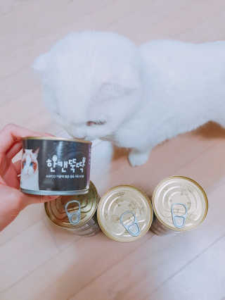 [펫토리아] BEST 한캔뚝딱 고양이 주식캔 — 5점을 준 리뷰어가 2019년 3월 올린 사용 사진