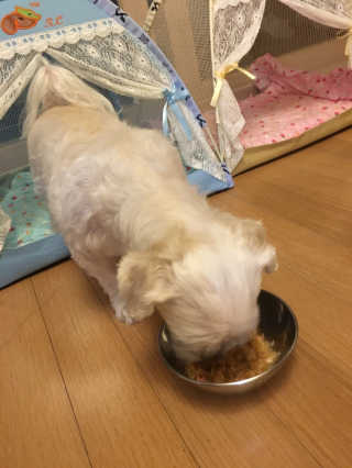 [펫토리아] 토로토로 하치  강아지 파우치간식 — 3.5점을 준 리뷰어가 2019년 7월 올린 사용 사진