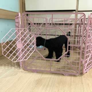 [펫토리아] BEST 한칸뚝딱 플라스틱 울타리 — 4점을 준 리뷰어가 2019년 1월 올린 사용 사진