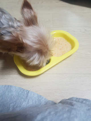 [펫토리아] 토로토로 하치  강아지간식 수프 6종 — 4점을 준 리뷰어가 2019년 9월 올린 사용 사진