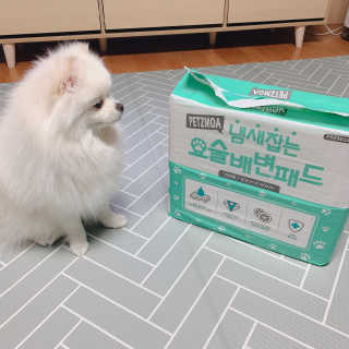 페츠모아 냄새잡는 요술배변패드 — 4.5점을 준 리뷰어가 2020년 3월 올린 사용 사진