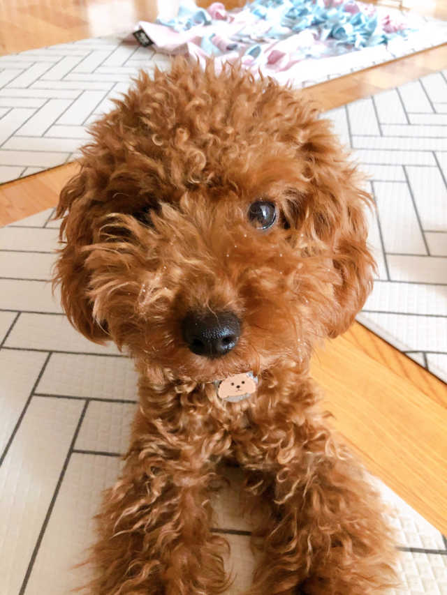 [프로바이오닉]락토벳 리뷰 사진