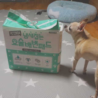 페츠모아 냄새잡는 요술배변패드 — 4점을 준 리뷰어가 2020년 3월 올린 사용 사진