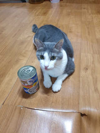 [펫토리아]토로토로 고양이 주식캔 — 3.5점을 준 리뷰어가 2019년 8월 올린 사용 사진