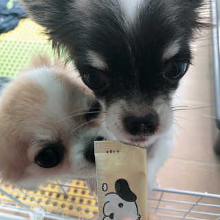 [펫토리아]짜먹는 한입뚝딱 강아지.고양이 마약간식 — 5점을 준 리뷰어가 2019년 7월 올린 사용 사진