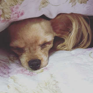 [펫토리아] 뚝딱케어 강아지 고양이 다목적세정제 — 5점을 준 리뷰어가 2020년 2월 올린 사용 사진