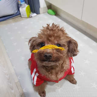 펫테라피 플레이트 야채품은 하루황태 — 5점을 준 리뷰어가 2019년 12월 올린 사용 사진