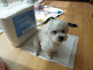삐랭이님이 올린 리뷰 사진 4