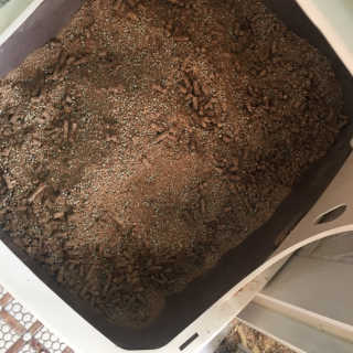 [펫토리아] BEST 고양이두부모래 6L 한삽뚝딱 — 2.5점을 준 리뷰어가 2019년 2월 올린 사용 사진