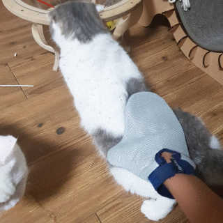 Four paws 리뉴얼 포포즈 매직코트 털 제거 브러쉬 — 4점을 준 리뷰어가 2018년 8월 올린 사용 사진