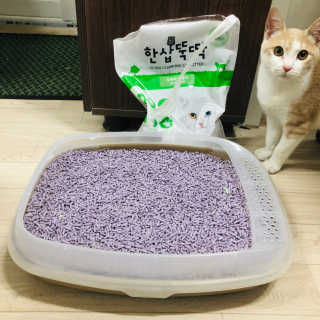 [펫토리아] BEST 고양이두부모래 6L 한삽뚝딱 — 5점을 준 리뷰어가 2019년 2월 올린 사용 사진