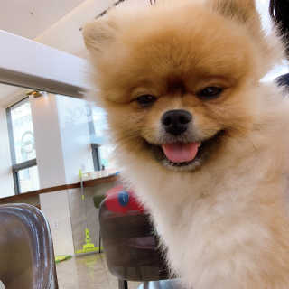 [펫토리아] 토로토로 하치  강아지 파우치간식 — 3.5점을 준 리뷰어가 2019년 7월 올린 사용 사진