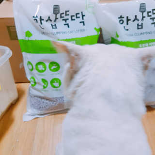 [펫토리아] BEST 고양이두부모래 6L 한삽뚝딱 — 5점을 준 리뷰어가 2019년 2월 올린 사용 사진