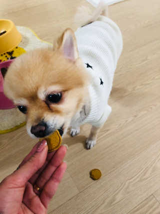 [브루클린펫코] 프리미엄 강아지 수제 쿠키 2종 SET — 4.5점을 준 리뷰어가 2020년 2월 올린 사용 사진