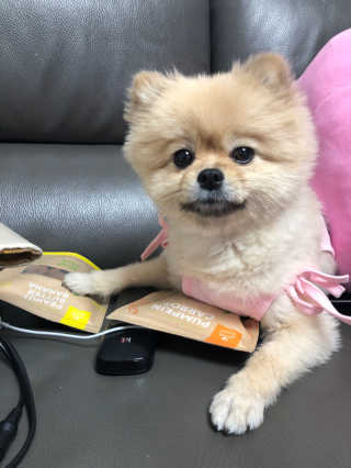[브루클린펫코] 프리미엄 강아지 수제 쿠키 2종 SET — 5점을 준 리뷰어가 2020년 3월 올린 사용 사진