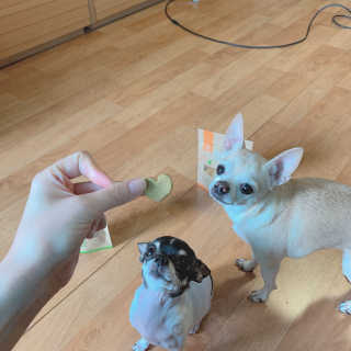 [브루클린펫코] 프리미엄 강아지 수제 쿠키 2종 SET — 4점을 준 리뷰어가 2020년 3월 올린 사용 사진