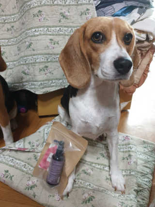 beaglelove님이 올린 리뷰 사진 1