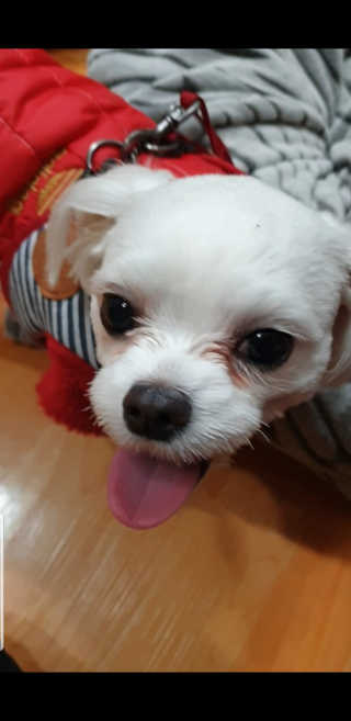 [펫토리아] 맛도 영양도 BEST 한끼뚝딱 강아지 사료 — 5점을 준 리뷰어가 2019년 4월 올린 사용 사진