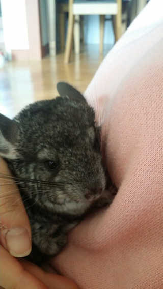 [펫토리아]한삽뚝딱 프리미엄 고양이 두부모래 — 5점을 준 리뷰어가 2019년 8월 올린 사용 사진