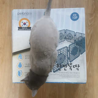 [펫토리아] BEST 한칸뚝딱 플라스틱 울타리 — 5점을 준 리뷰어가 2019년 3월 올린 사용 사진