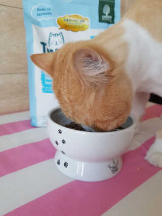 그린펫푸드 인섹트캣 글루텐프리（1.2KG） — 5점을 준 리뷰어가 2019년 7월 올린 사용 사진