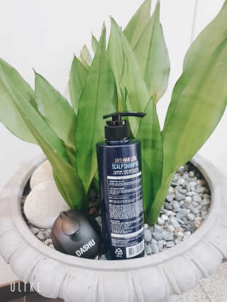다슈코리아 다슈 단백질 한방 두피 골드 샴푸 500ml +샴푸브러쉬 — 5점을 준 리뷰어가 2019년 10월 올린 사용 사진