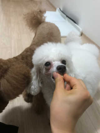 펫츠플레이트 동결건조간식 기호성 테스트 8종 — 5점을 준 리뷰어가 2018년 6월 올린 사용 사진