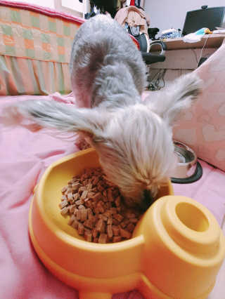 [펫토리아] 맛도 영양도 BEST 한끼뚝딱 강아지 사료 — 5점을 준 리뷰어가 2019년 4월 올린 사용 사진