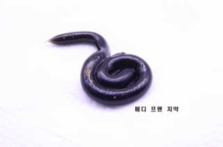 메디프랜천연잇몸치약 메디프랜치약 — 3.5점을 준 리뷰어가 2018년 5월 올린 사용 사진