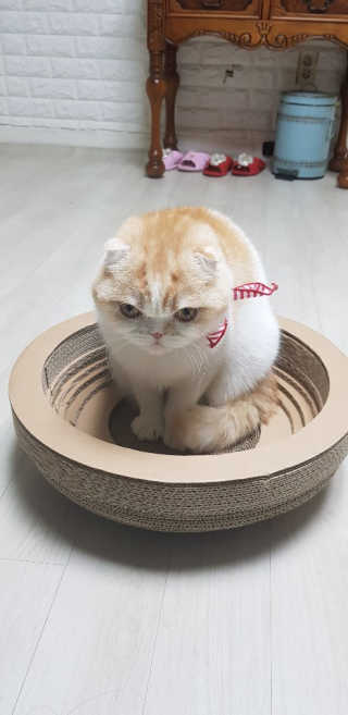 [펫토리아] 한발뚝딱 고양이 스크래쳐 BEST상품 — 5점을 준 리뷰어가 2019년 2월 올린 사용 사진