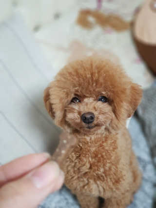 내사랑 초코♡님이 올린 리뷰 사진 3