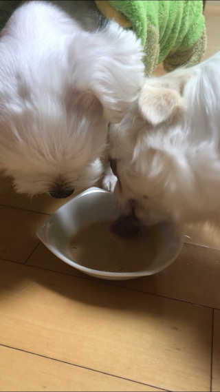 [빙그레] 에버그로 생유산균 1봉（10포입）+펫밀크2팩 — 5점을 준 리뷰어가 2019년 3월 올린 사용 사진