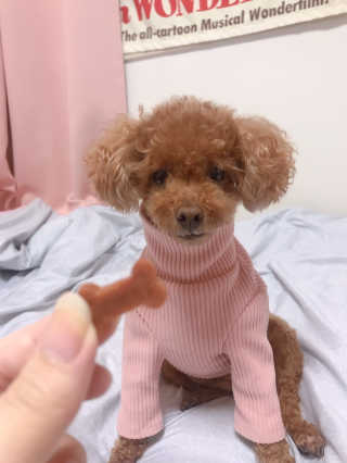 잠보아 뉴트리페어 굿바이 조인트페인 — 5점을 준 리뷰어가 2019년 11월 올린 사용 사진